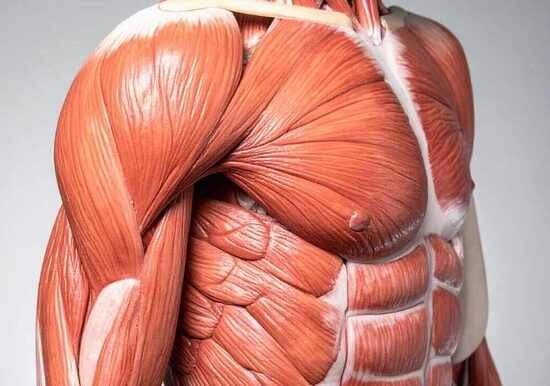 How to Gain Upper Body Strengt Muscle Groups